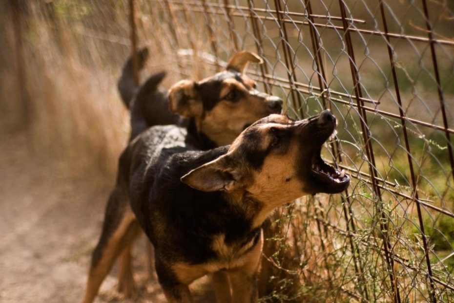 Dog Bite Claims in Queensland – What You Need to Know