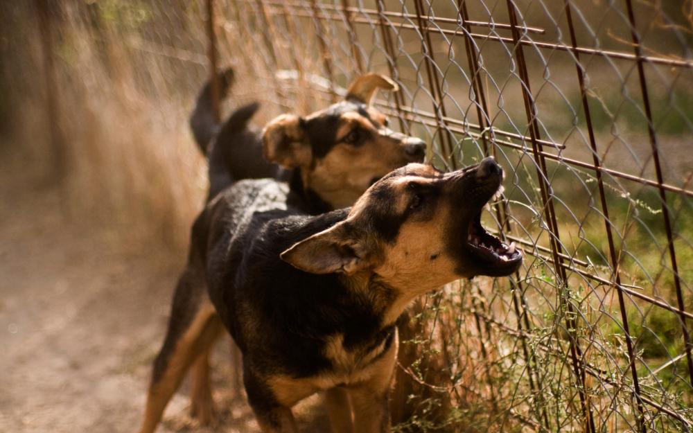 Dog Bite Claims in Queensland – What You Need to Know